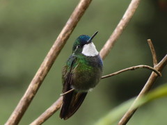 Lampornis castaneoventris