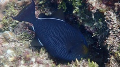 Melichthys niger
