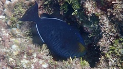 Melichthys niger