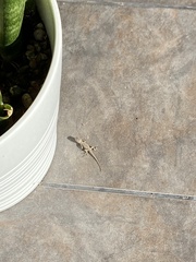 Sceloporus occidentalis