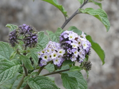 Heliotropium arborescens