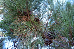 Pinus muricata