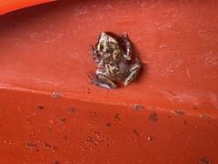 Eleutherodactylus nitidus