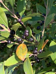 Ilex glabra