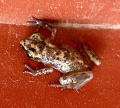 Eleutherodactylus nitidus