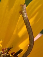 Chlorochlamys chloroleucaria