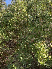 Ilex glabra