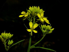 Brassica rapa nipposinica