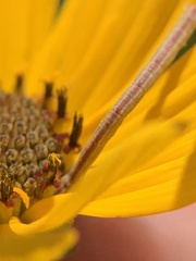 Chlorochlamys chloroleucaria