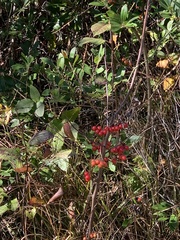Aronia arbutifolia