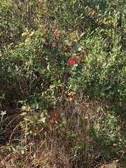 Aronia arbutifolia