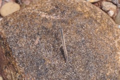 Yersiniops solitarius