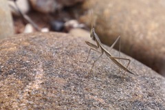 Yersiniops solitarius