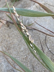 Panicum amarum