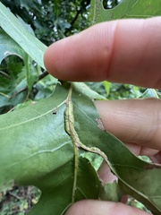 Macrodiplosis qoruca