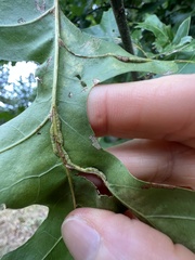 Macrodiplosis qoruca