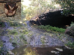 Perimyotis subflavus