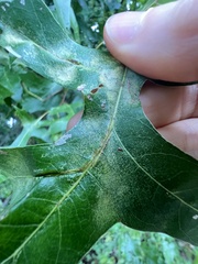 Macrodiplosis qoruca