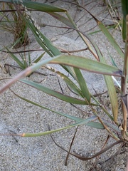 Panicum amarum