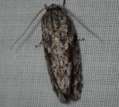 Agriophara confertella