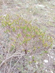 Crassula ericoides