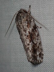Agriophara confertella