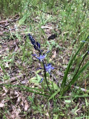 Caesia calliantha