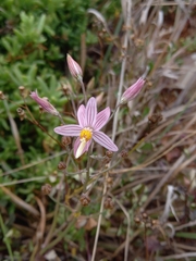 Cyanella lutea rosea