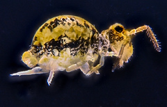Sminthurinus elegans