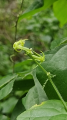 Rytidostylis gracilis