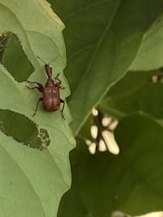 Paratrachelophorus nodicornis