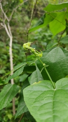 Rytidostylis gracilis