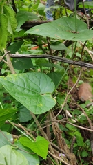 Rytidostylis gracilis