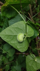 Rytidostylis gracilis