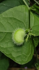 Rytidostylis gracilis