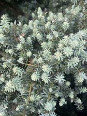 Podocarpus totara