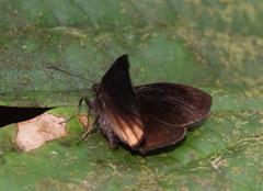 Ebrietas