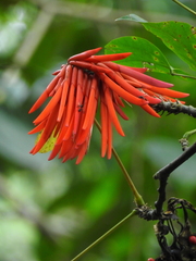 Erythrina rubrinervia