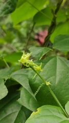 Rytidostylis gracilis