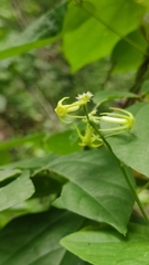 Rytidostylis gracilis