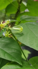 Rytidostylis gracilis