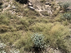 Bouteloua barbata barbata