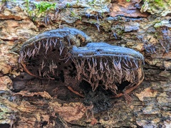 Myxomycetes