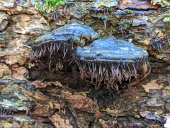 Myxomycetes