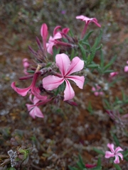 Pachypodium succulentum