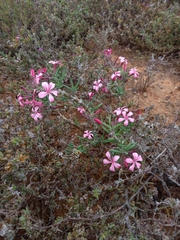 Pachypodium succulentum