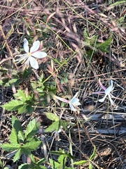 Oenothera lindheimeri