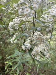 Olearia lirata