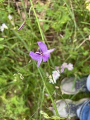 Arthropodium strictum