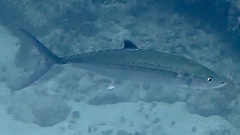 Scomberomorus regalis